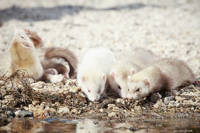 Can Ferrets Swim? Understanding Their Aquatic Abilities and Care Tips