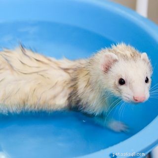 Can Ferrets Swim? Understanding Their Aquatic Abilities and Care Tips