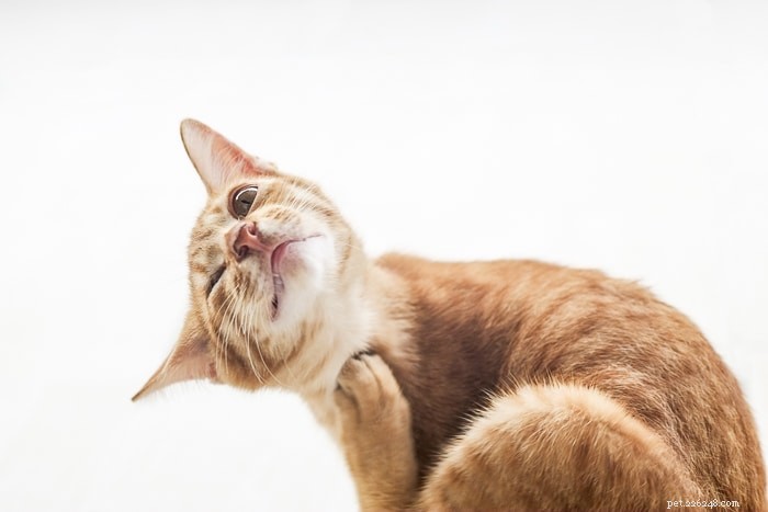 Why Indoor Cats Catch Fleas—and How to Prevent It