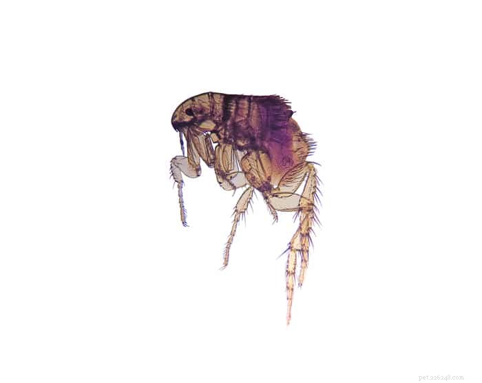 Why Indoor Cats Catch Fleas—and How to Prevent It