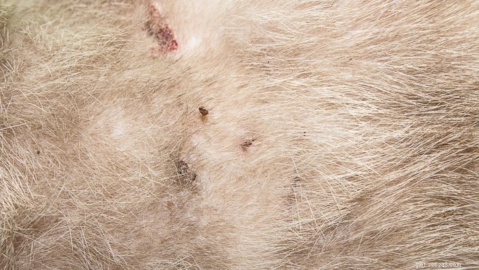 Why Indoor Cats Catch Fleas—and How to Prevent It
