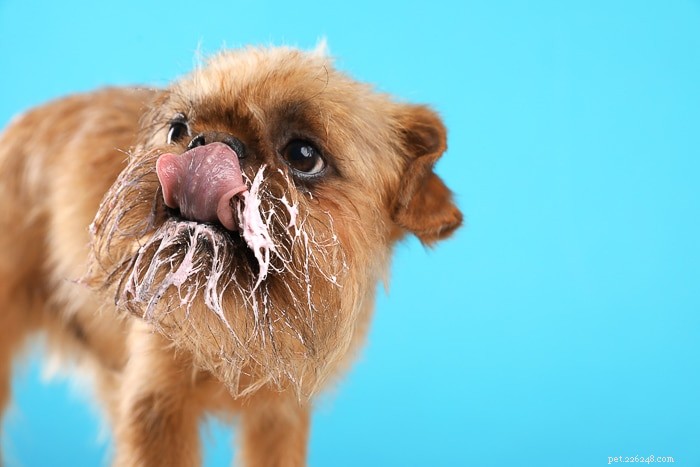 Is Mayonnaise Safe for Dogs? Vet-Approved Insights