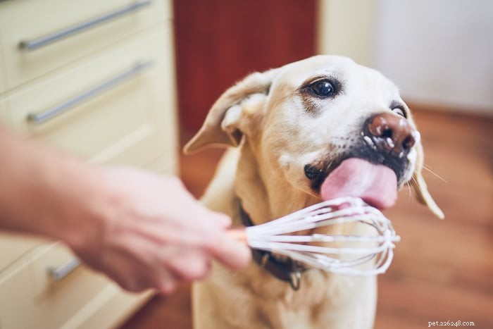 Is Mayonnaise Safe for Dogs? Vet-Approved Insights