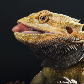 Can Bearded Dragons Safely Enjoy Strawberries? Vet-Approved Guidelines