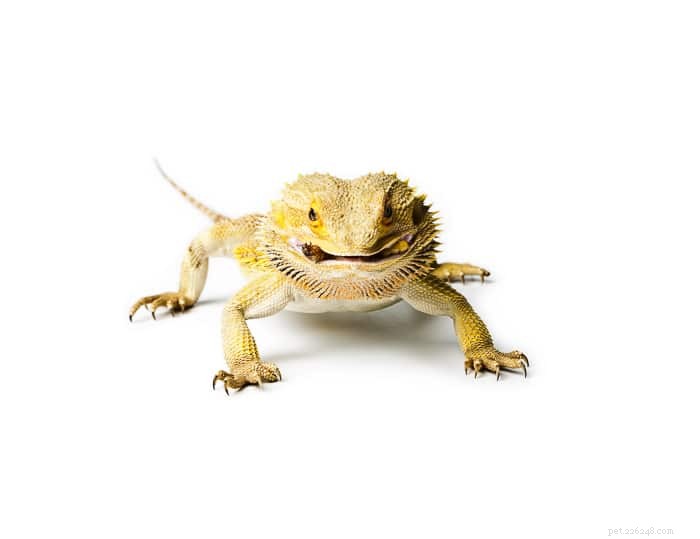 Can Bearded Dragons Safely Enjoy Strawberries? Vet-Approved Guidelines