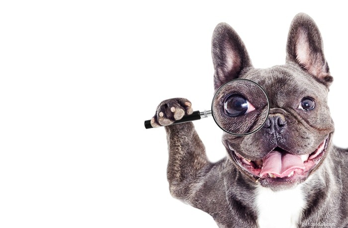 Vet-Approved Low Sodium Dog Food for Heart & Kidney Health