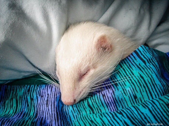 Ferrets: Nighttime or Daytime? Understanding Their True Activity Patterns