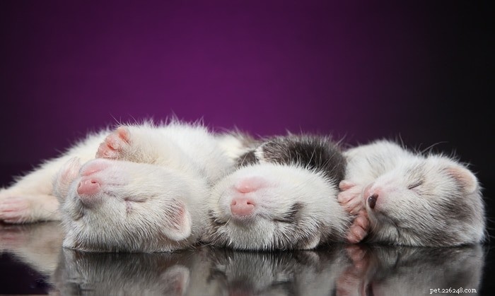 Ferrets: Nighttime or Daytime? Understanding Their True Activity Patterns