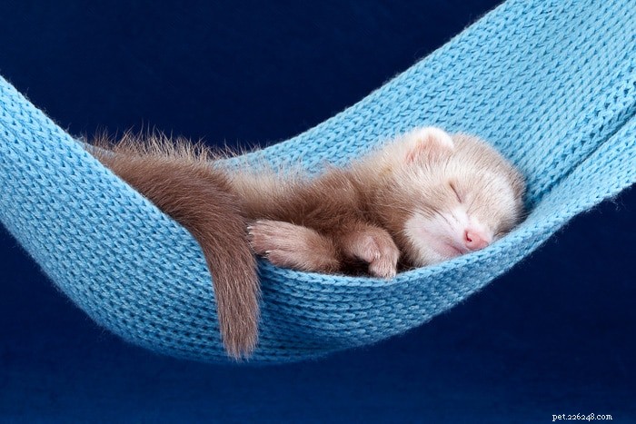 Ferrets: Nighttime or Daytime? Understanding Their True Activity Patterns