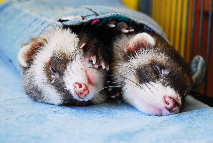 Ferrets: Nighttime or Daytime? Understanding Their True Activity Patterns