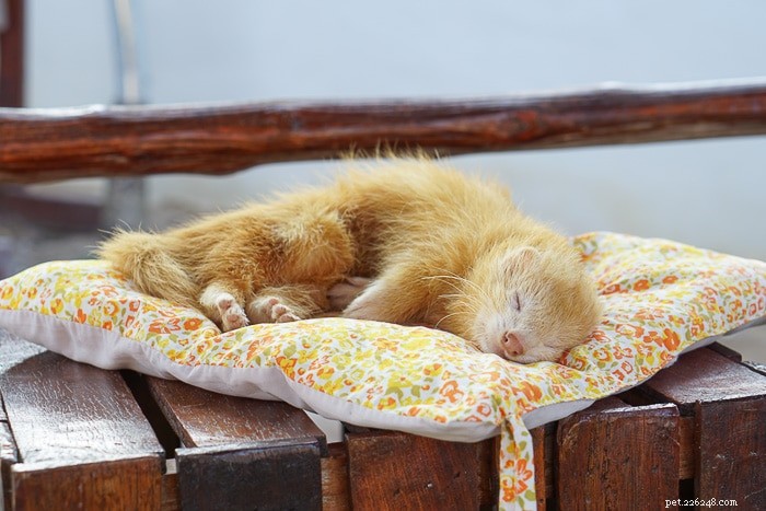 Ferrets: Nighttime or Daytime? Understanding Their True Activity Patterns