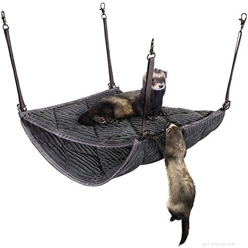 Ferrets: Nighttime or Daytime? Understanding Their True Activity Patterns