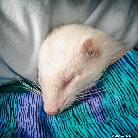 Ferrets: Nighttime or Daytime? Understanding Their True Activity Patterns