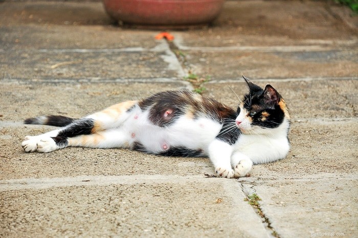How Many Nipples Do Cats Typically Have? Explained