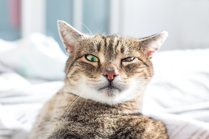 How Many Nipples Do Cats Typically Have? Explained