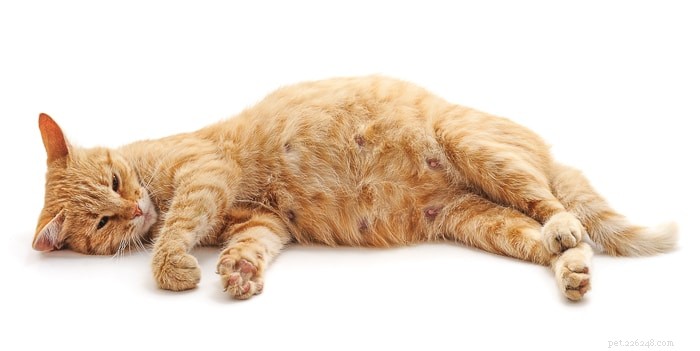 How Many Nipples Do Cats Typically Have? Explained