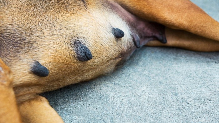 How Many Nipples Do Dogs Have? A Scientific Answer