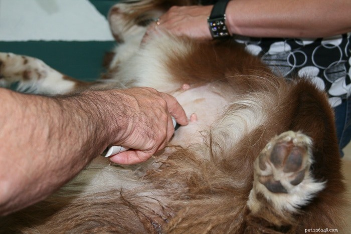 How Many Nipples Do Dogs Have? A Scientific Answer