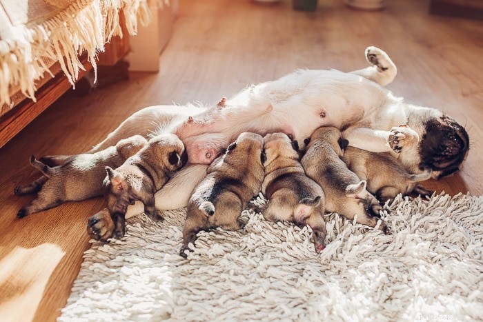 How Many Nipples Do Dogs Have? A Scientific Answer