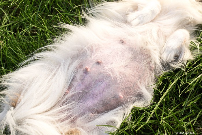 How Many Nipples Do Dogs Have? A Scientific Answer