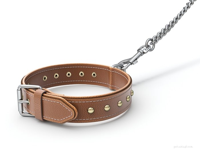 How to Know If Your Dog’s Flat Collar Is Properly Fitted
