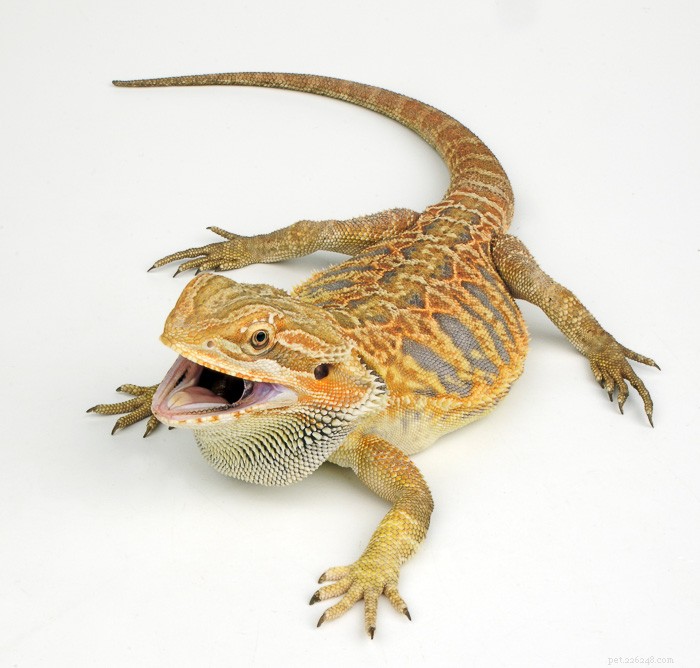Understanding Bearded Dragon Tail Rot: Causes, Symptoms, and Care
