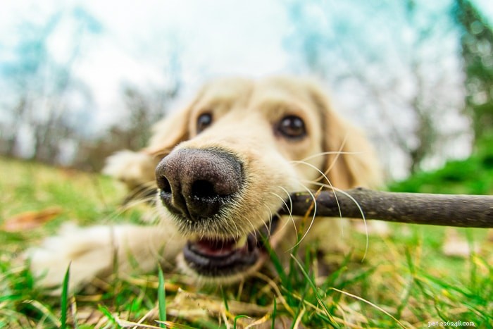 Why Dogs Love Sticks: Insights into Their Natural Instincts
