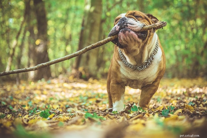 Why Dogs Love Sticks: Insights into Their Natural Instincts