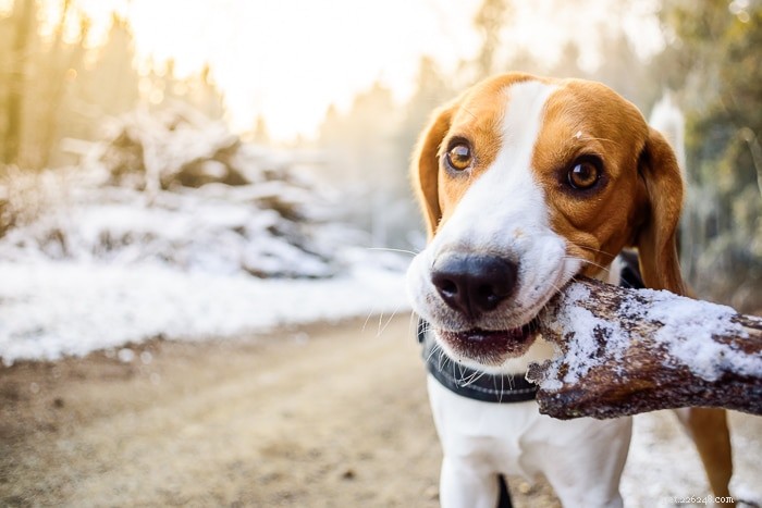 Why Dogs Love Sticks: Insights into Their Natural Instincts