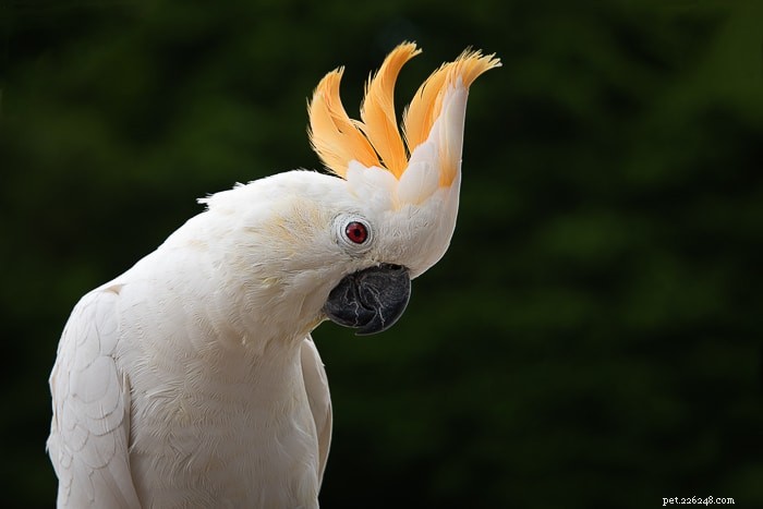 Citron Cockatoo: Should You Consider Them as Your Next Pet?