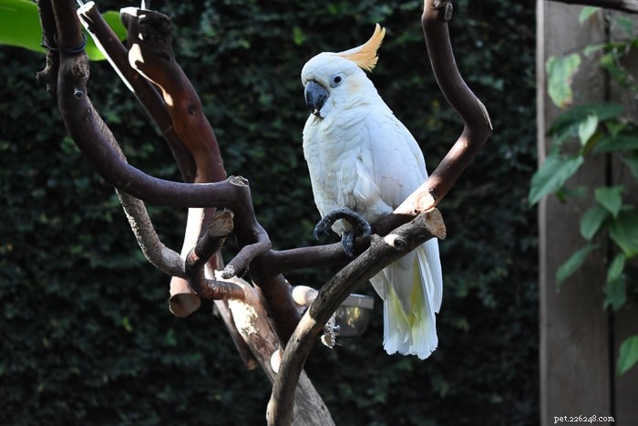 Citron Cockatoo: Should You Consider Them as Your Next Pet?