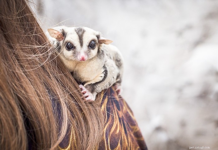 What Sugar Glider Barking Means: A Guide to Their Vocal Signals