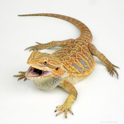 Is Watermelon Safe for Bearded Dragons? Expert Guide