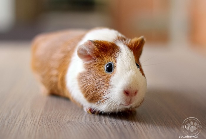 Is Squash Safe for Guinea Pigs? Nutritional Benefits & Feeding Tips