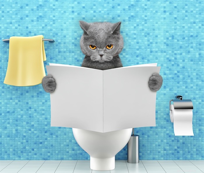 How Often Do Cats Urinate? A Guide for Pet Owners