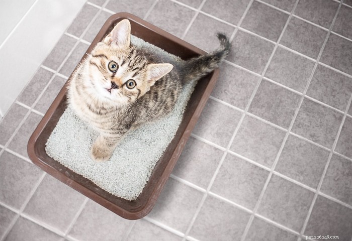 How Often Do Cats Urinate? A Guide for Pet Owners