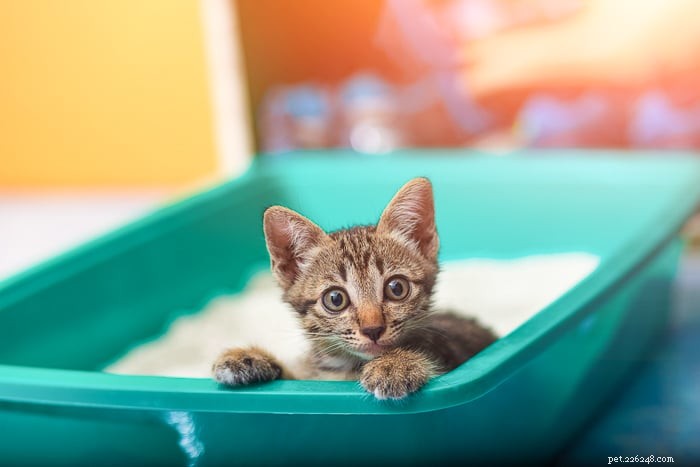 How Often Do Cats Urinate? A Guide for Pet Owners