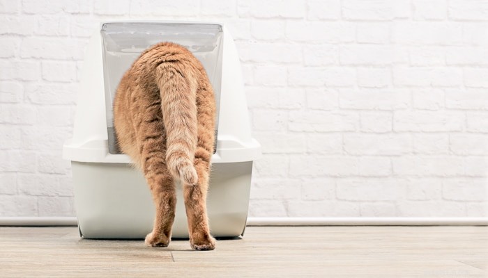How Often Do Cats Urinate? A Guide for Pet Owners