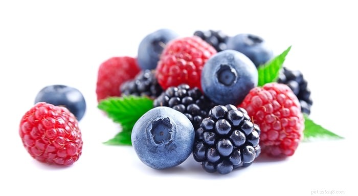 Can Bearded Dragons Safely Eat Raspberries? A Pet Care Guide
