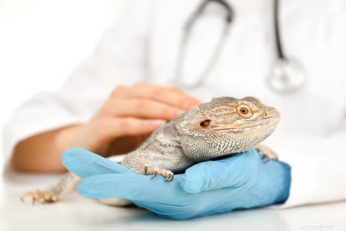 Can Bearded Dragons Safely Eat Raspberries? A Pet Care Guide