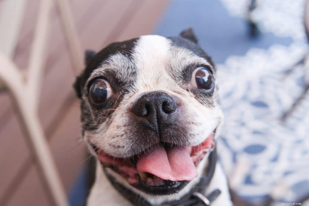 Is Your Dog Breathing Heavily? Understand Causes & Quick Relief