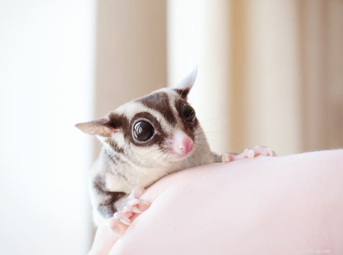 Understanding Sugar Glider Crabbing: What It Is and Why It Matters