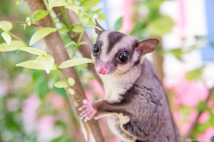 Understanding Sugar Glider Crabbing: What It Is and Why It Matters
