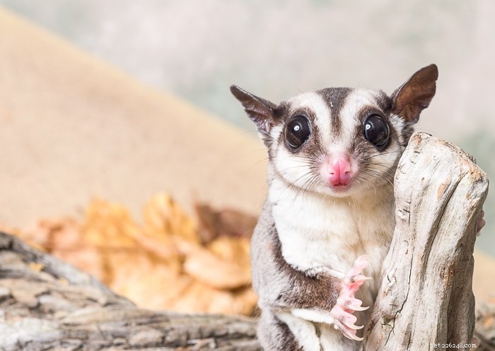 Understanding Sugar Glider Crabbing: What It Is and Why It Matters