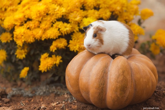 Is Pumpkin Safe for Guinea Pigs? A Vet-Approved Guide