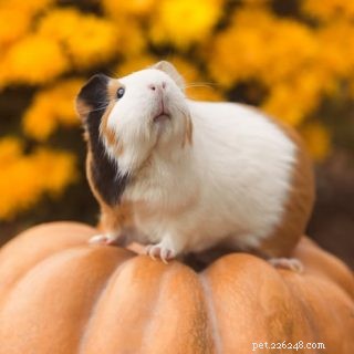 Is Pumpkin Safe for Guinea Pigs? A Vet-Approved Guide