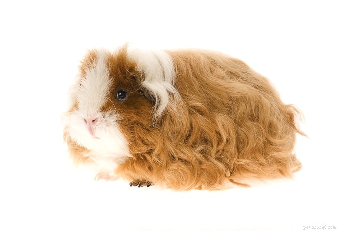 Is Pumpkin Safe for Guinea Pigs? A Vet-Approved Guide