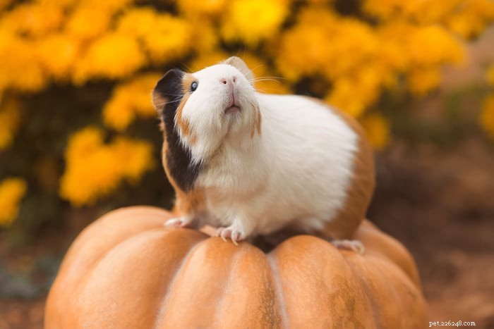 Is Pumpkin Safe for Guinea Pigs? A Vet-Approved Guide