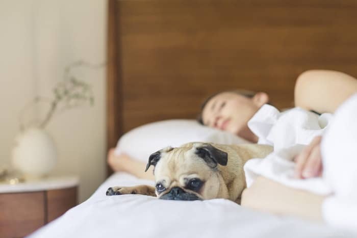 Understanding the Human‑Animal Bond: How Pets Transform Our Lives