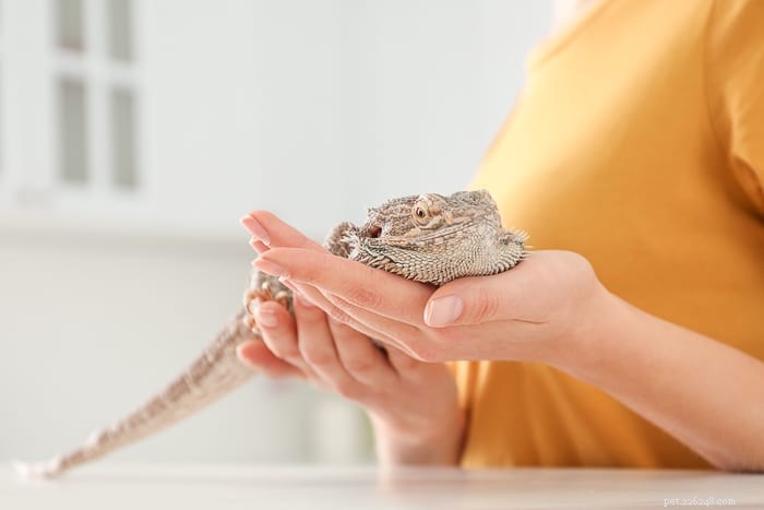 Understanding the Human‑Animal Bond: How Pets Transform Our Lives